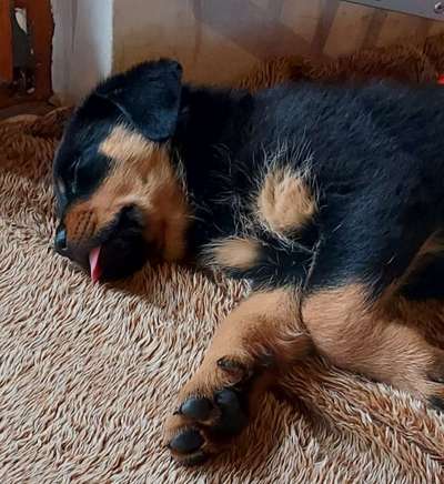 Rottweiler-Beitrag-Bild