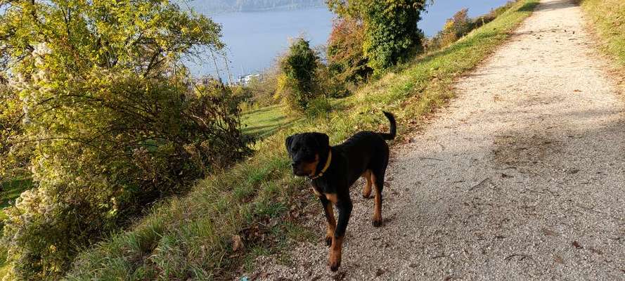 Reinrassige Hunde?-Beitrag-Bild