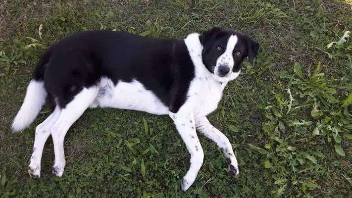 Mischlingshunde Foto Aufruf-Beitrag-Bild