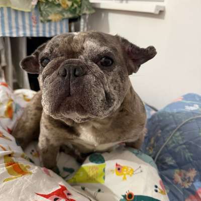 Hundetreffen-**Suche Gassi-Gefährten für meine zauberhafte Bulldog-Bild