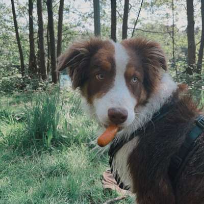 Hundetreffen-Gemeinsame Gassirunde-Bild