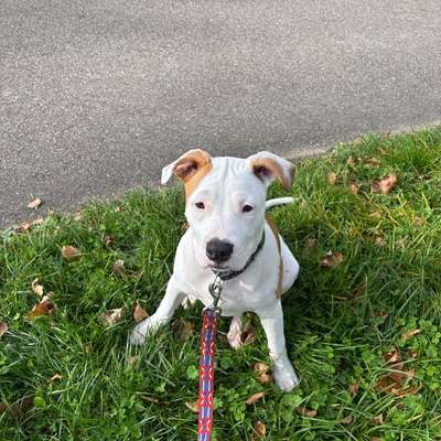 Hundetreffen-Vom gemeinsamen Leinenlauf bis zu Freispiel-Bild