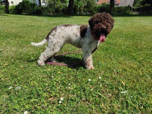 Lagotto Romagnolo Besitzer-Beitrag-Bild