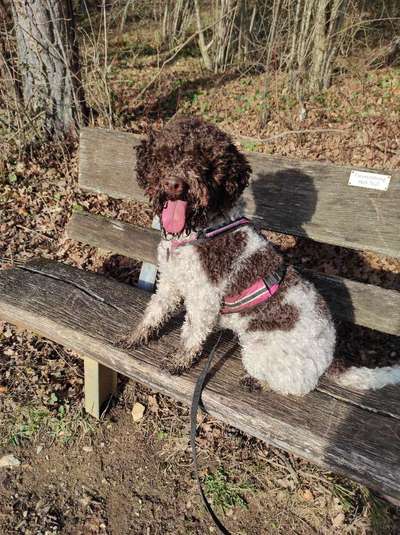 Lagotto Romagnolo Besitzer-Beitrag-Bild