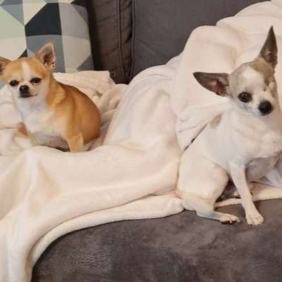 Hundetreffen-Spielgefährten gesucht