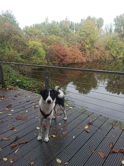 Hundetreffen-Schöne Gassirunden in Lünen-Bild