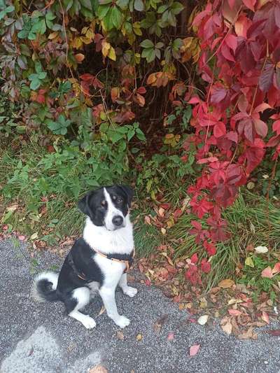 Berner Sennen-Beitrag-Bild