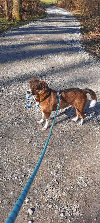 Hundetreffen-Gassirunden in Heessen-Bild