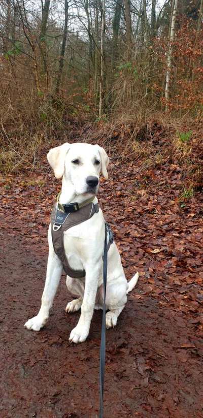 Labradorfans-Beitrag-Bild