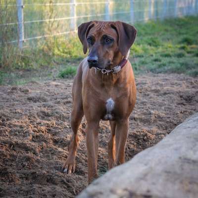 Rhodesian Ridgeback-Beitrag-Bild