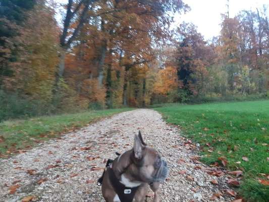 Hundetreffen-Trimmdichpfad - Schnuppern / toben / Balancetraining-Bild