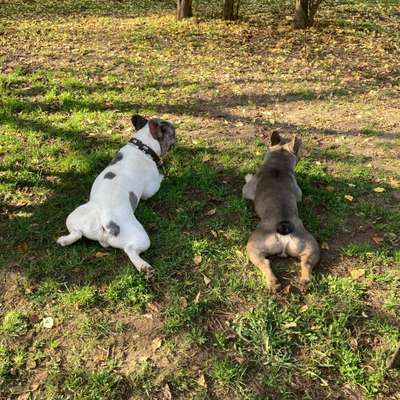 Hundetreffen-Frenchie-Treff-Bild