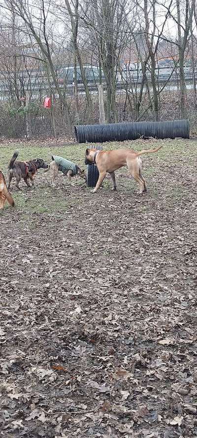 Bullmastiff-Beitrag-Bild