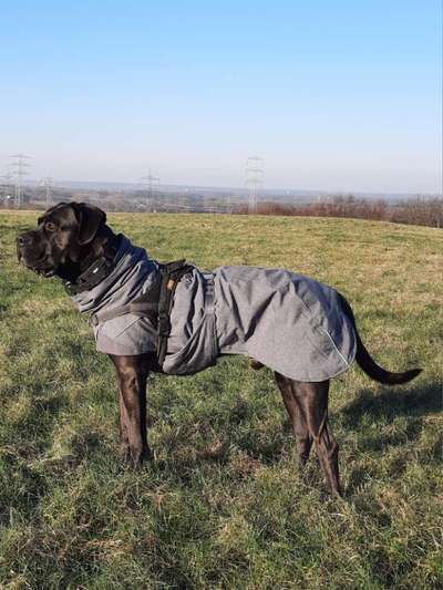 Cane corso krank?-Beitrag-Bild