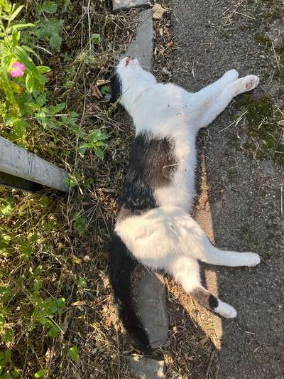 Giftköder-Tote Katze-Bild