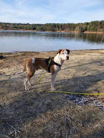 "Bulligere Arten" auch hier? :) Amstaff etc..-Beitrag-Bild
