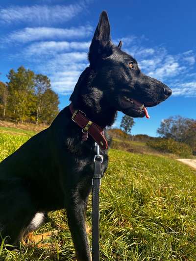 Schäferhund-Beitrag-Bild