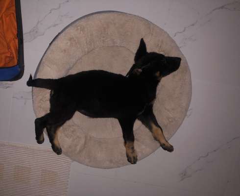 Dogorama Photo Challenge - Rund-Beitrag-Bild