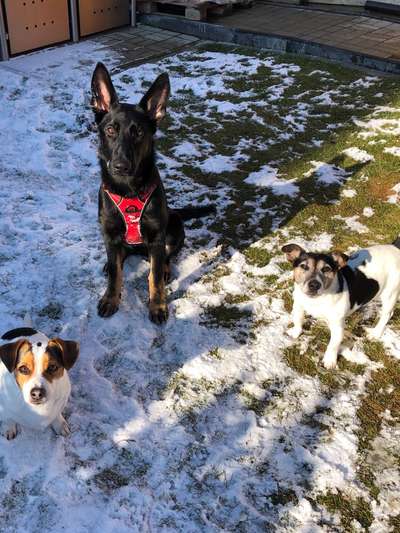 Alles rund um den Schäferhund, diskutieren erwünscht.-Beitrag-Bild