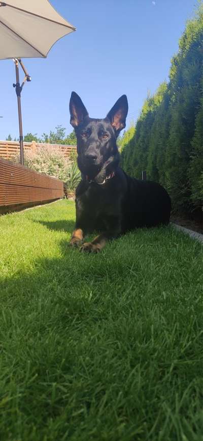 Schwarze deutsche Schäferhunde-Beitrag-Bild