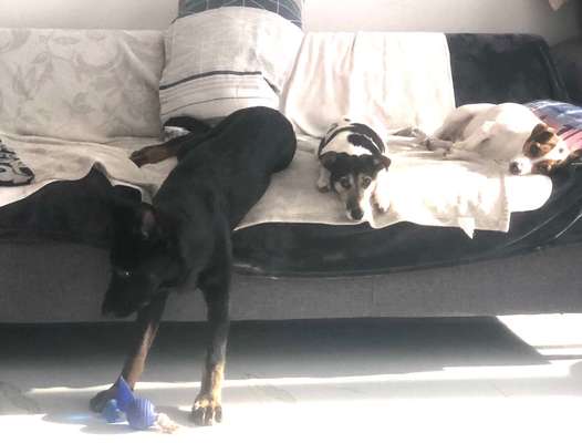 Dogorama Photo Challenge - Rund-Beitrag-Bild