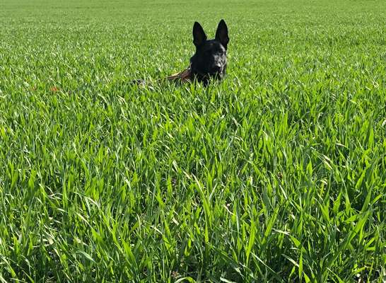 Farben Fotochallenge Thema ,,Grün"-Beitrag-Bild