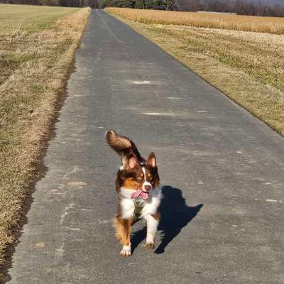 Hundetreffen-Einfach spass-Bild