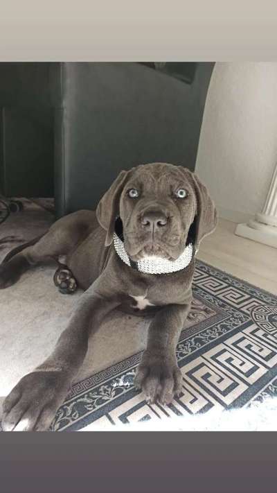 Cane Corso-Beitrag-Bild