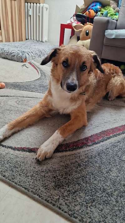 Hundetreffen-Trainingspartner & Tipps gesucht!🐾-Bild