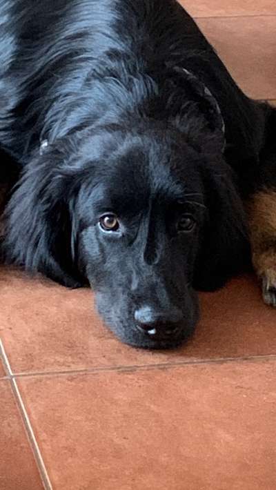 Hovawart-Beitrag-Bild