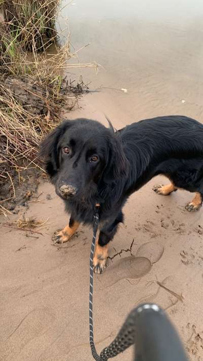 Hovawart-Beitrag-Bild