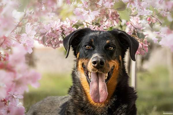 Fotochallange 63: "Dein blühendes Hündchen"-Beitrag-Bild
