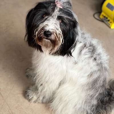 Hundetreffen-Suche Tibi Menschen-Bild