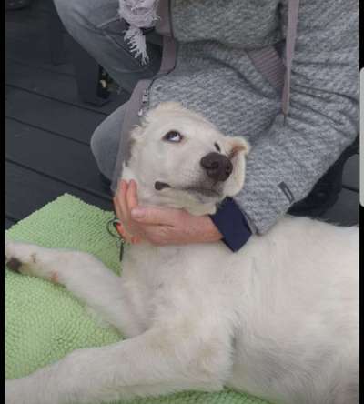 Lustigsten Grimassen von euren Hunden-Beitrag-Bild