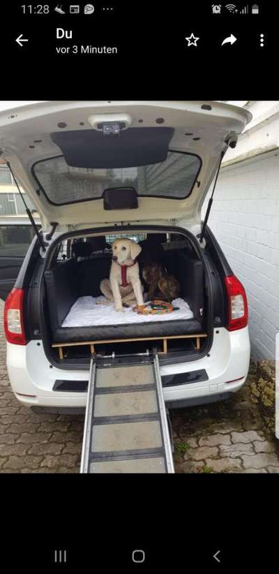 Welpen Bilder !-Beitrag-Bild