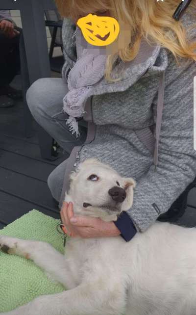 Lustigsten Grimassen von euren Hunden-Beitrag-Bild