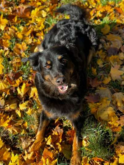 Hundetreffen-Gemeinsames Spielen-Bild