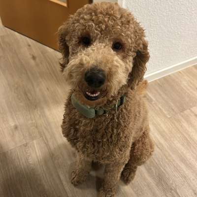 Hundetreffen-Spielpartner gesucht-Bild