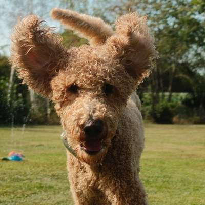Hundetreffen-Trainingspawtner für Hundebegegnungen an der Leine-Bild