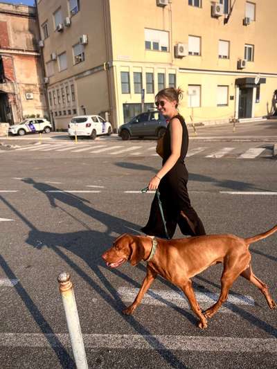 Hundetreffen-Social Walk-Bild