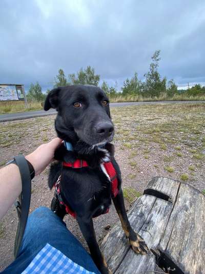 Mischlingshunde Foto Aufruf-Beitrag-Bild