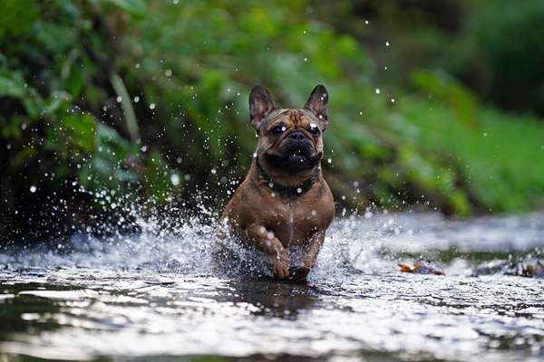 Dogorama-Monats-Challenge-Mai "Wasser"-Beitrag-Bild