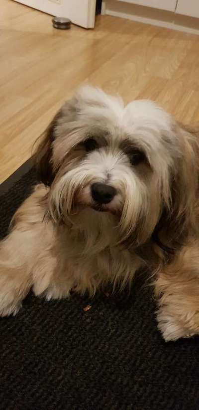 Tibet Terrier-Beitrag-Bild