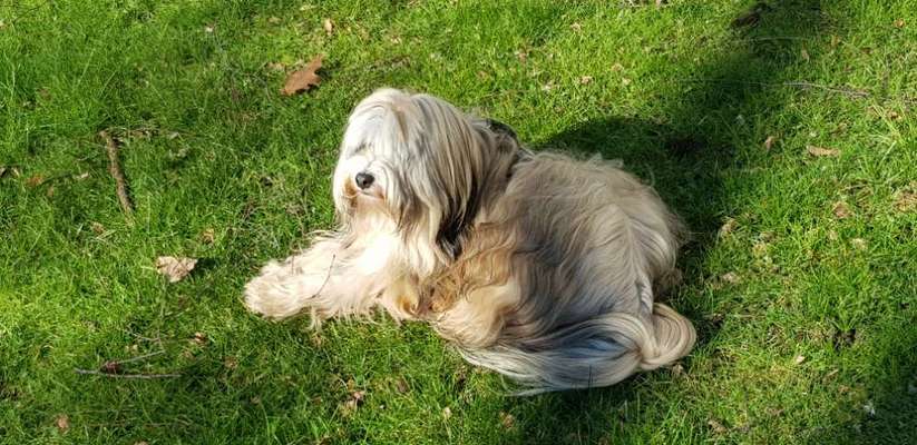 Tibet Terrier-Beitrag-Bild