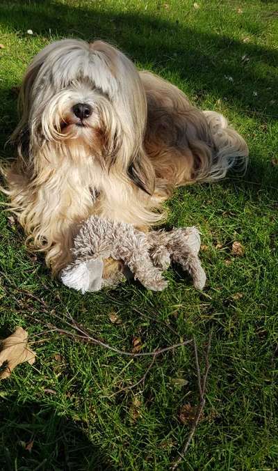 Lieblingsrasse und was man hat.-Beitrag-Bild