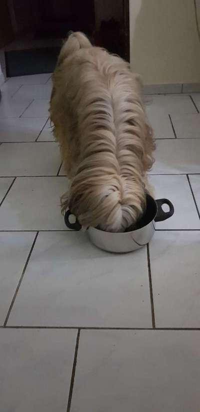 Dogorama Photo Challenge - Rund-Beitrag-Bild