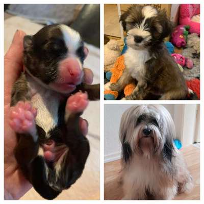 Welpen Bilder !-Beitrag-Bild