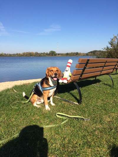 Die Dogorama Kalender Challenge Titelbild-Beitrag-Bild