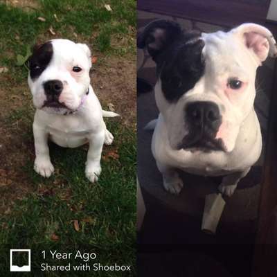 Welpenfotos-Beitrag-Bild