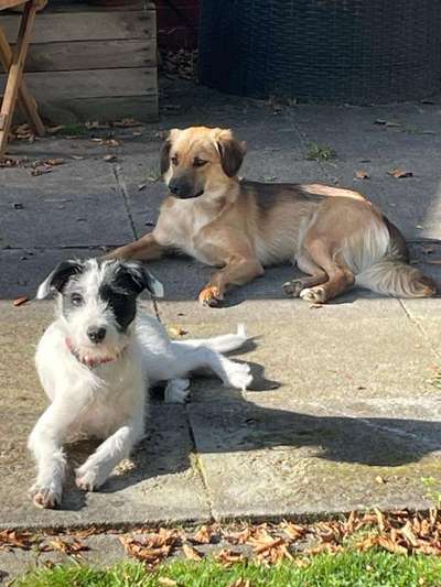 Hundetreffen-Junghundetreffen in Aurich (Walle)-Bild